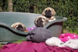 Pups 2020
